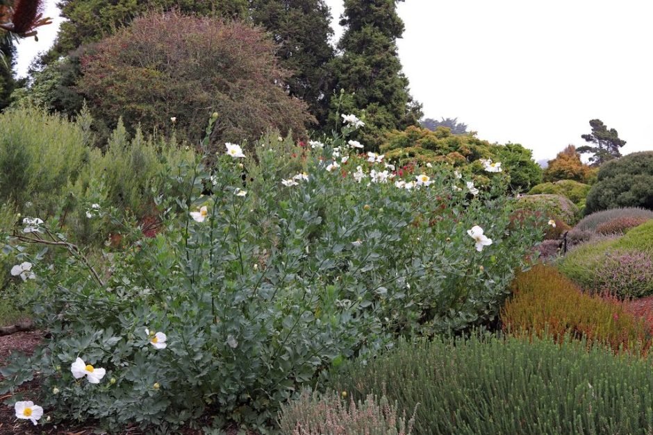 Onde plantar Romneya coulteri (Romneya coulteri)_2