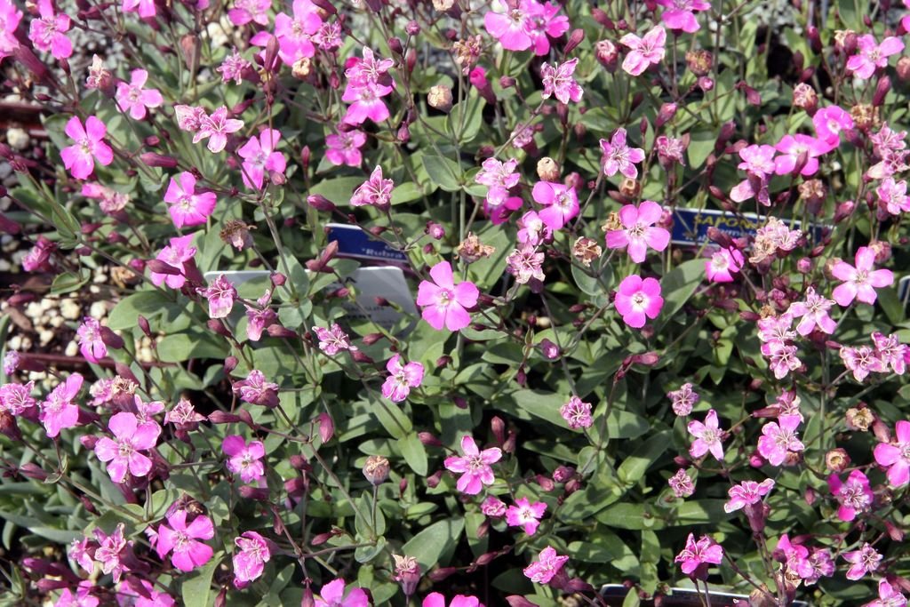 Saponaria ocymoides 'Rubra Compacta' (Saponaria ocymoides 'Rubra Compacta')