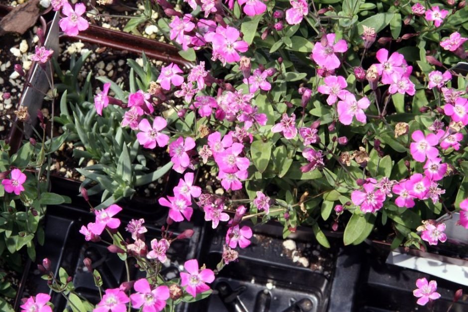 Como plantar Saponaria ocymoides 'Rubra Compacta' (Saponaria ocymoides 'Rubra Compacta')_1