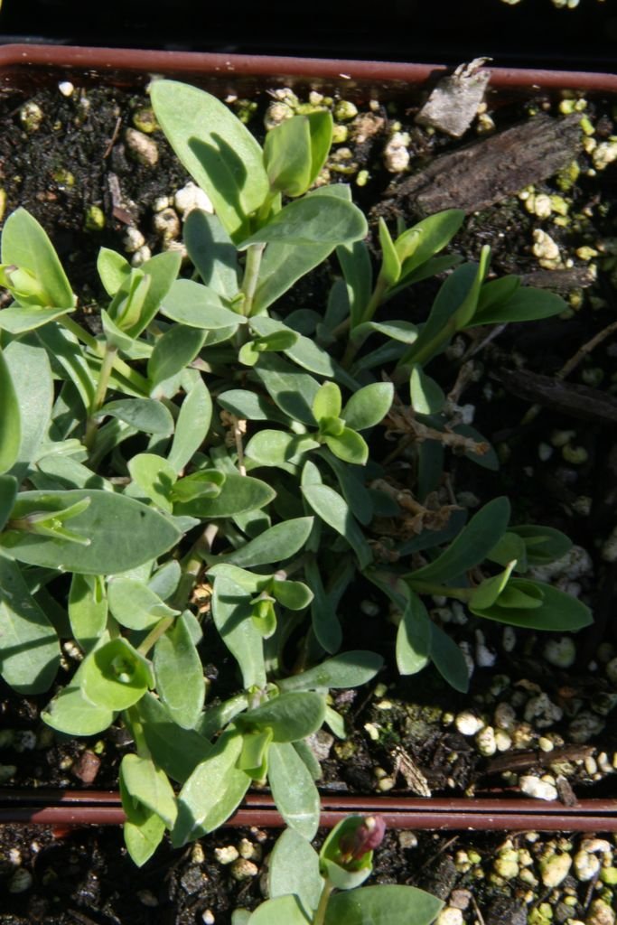 Onde plantar Saponaria ocymoides 'Rubra Compacta' (Saponaria ocymoides 'Rubra Compacta')_2
