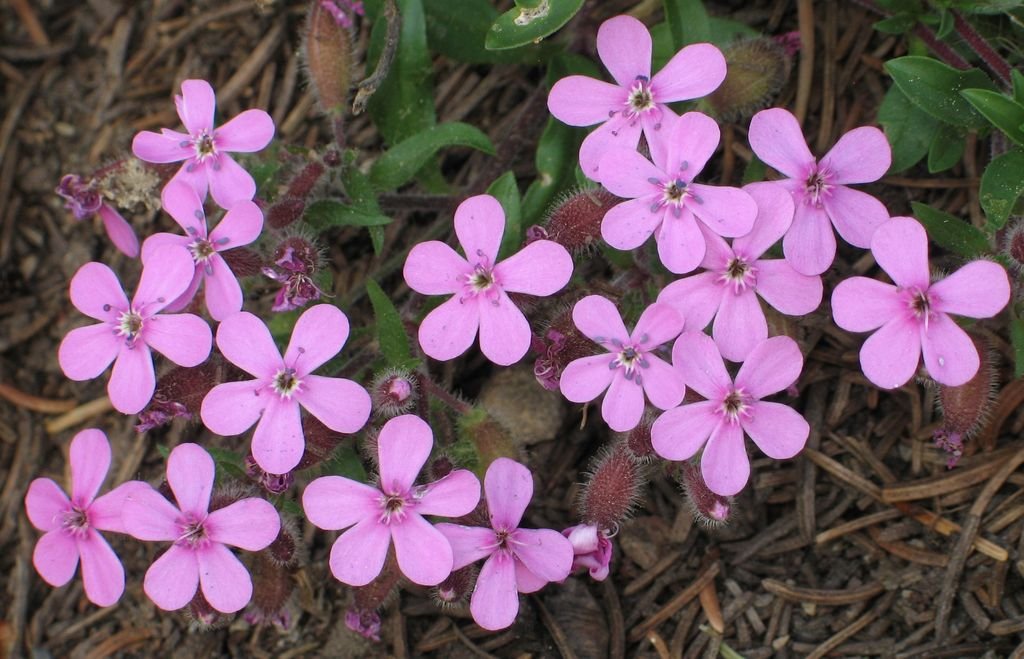 Saponaria ocymoides (Saponaria ocymoides)