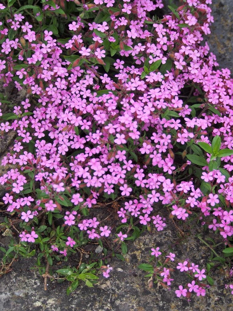 Como plantar Saponaria ocymoides (Saponaria ocymoides)_1