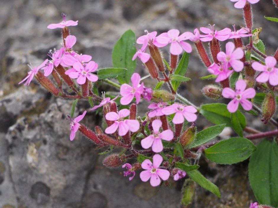 Onde plantar Saponaria ocymoides (Saponaria ocymoides)_2