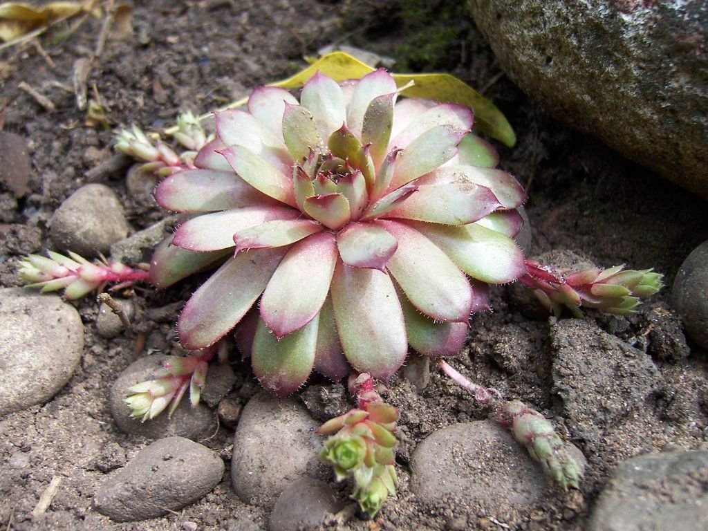 Sempervivum 'Blood Tip' (Sempervivum 'Blood Tip')