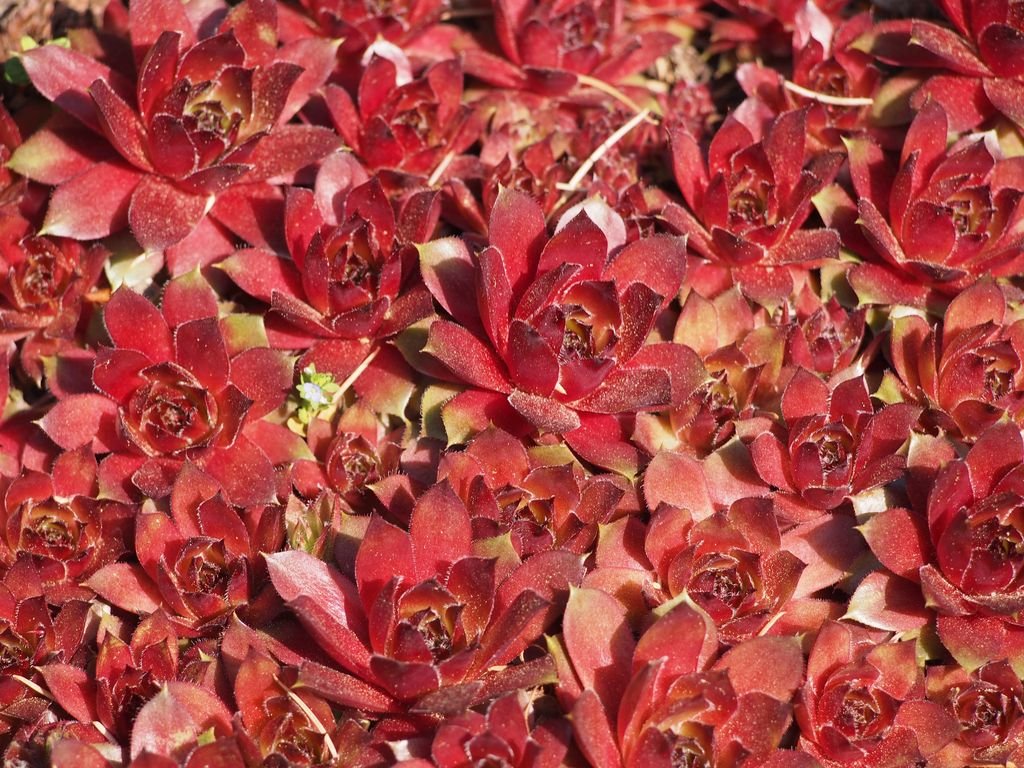 Sempervivum 'Commander Hay' (Sempervivum 'Commander Hay')
