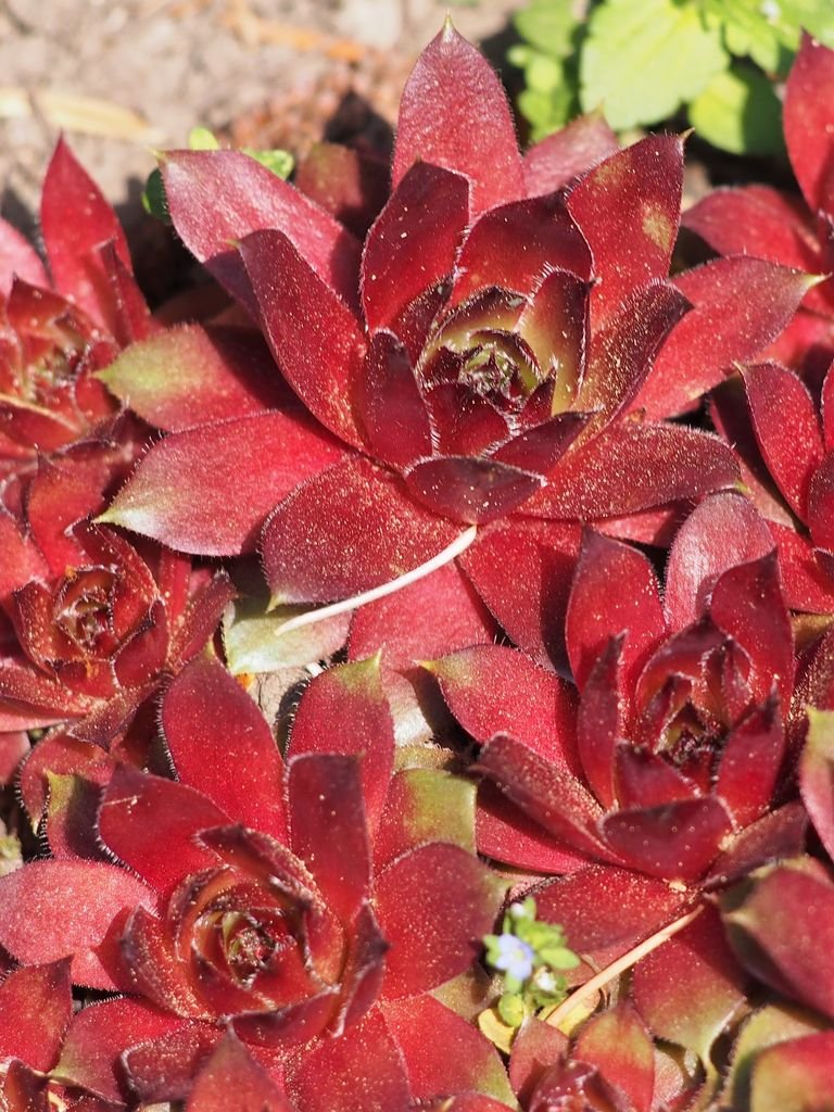 Como plantar Sempervivum 'Commander Hay' (Sempervivum 'Commander Hay')_1