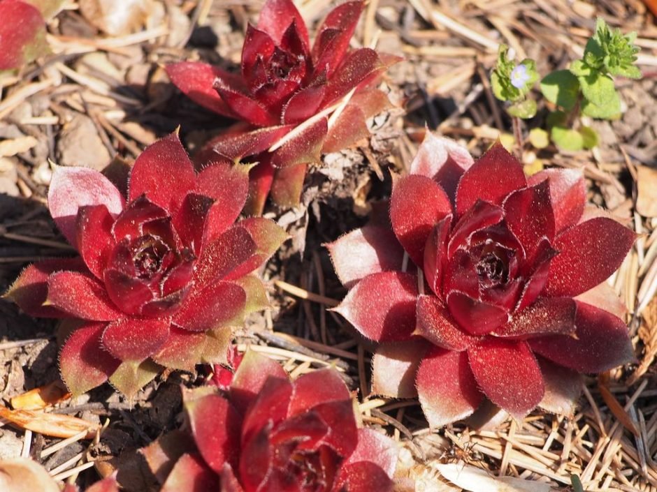 Onde plantar Sempervivum 'Commander Hay' (Sempervivum 'Commander Hay')_2