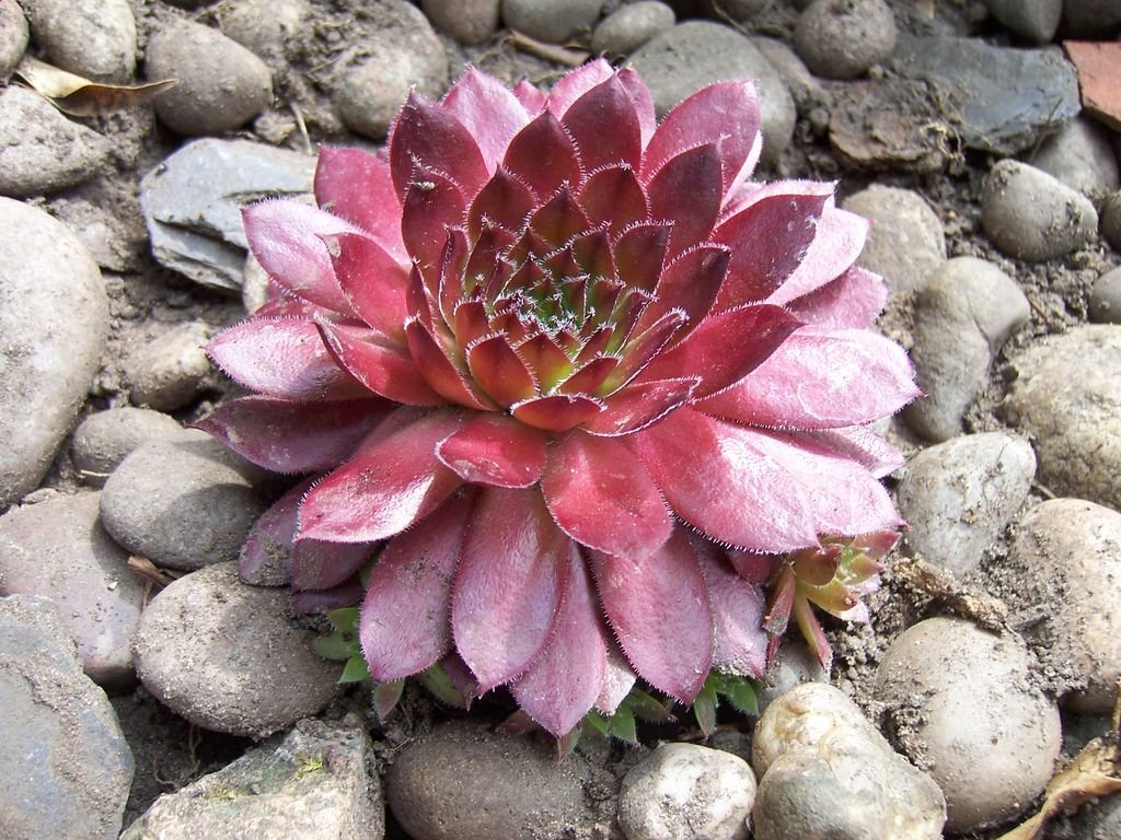 Sempervivum 'Rubin' (Sempervivum 'Rubin')