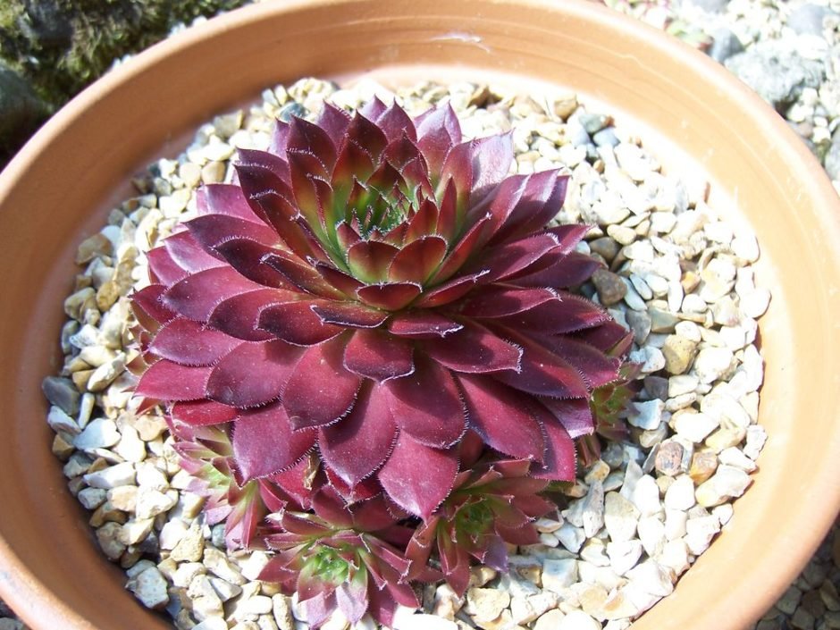 Como plantar Sempervivum 'Rubin' (Sempervivum 'Rubin')_1