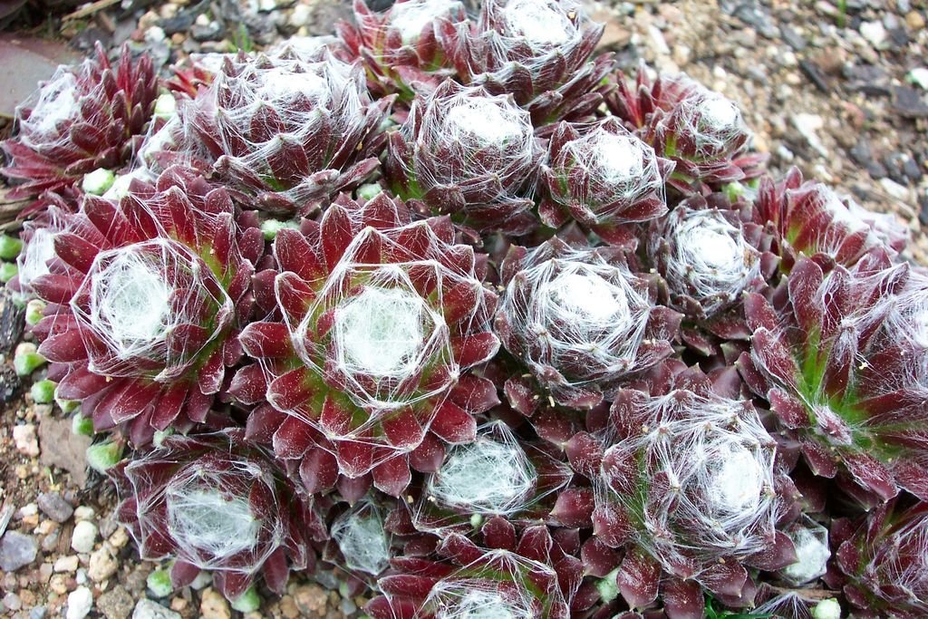 Sempervivum arachnoideum (Sempervivum arachnoideum)