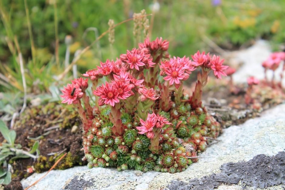 Como plantar Sempervivum arachnoideum (Sempervivum arachnoideum)_1