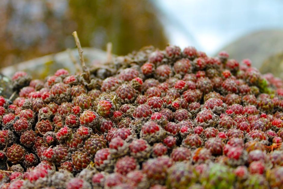 Onde plantar Sempervivum arachnoideum (Sempervivum arachnoideum)_2