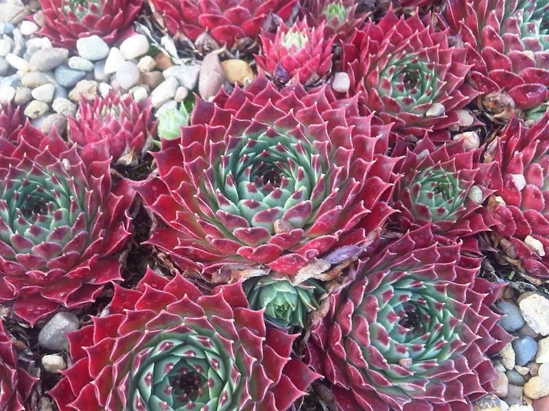 Sempervivum calcareum (Sempervivum calcareum)
