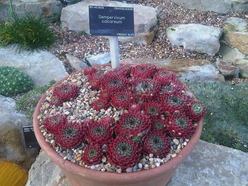 Como plantar Sempervivum calcareum (Sempervivum calcareum)_1