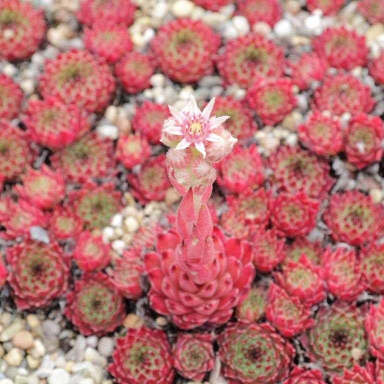 Onde plantar Sempervivum calcareum (Sempervivum calcareum)_2