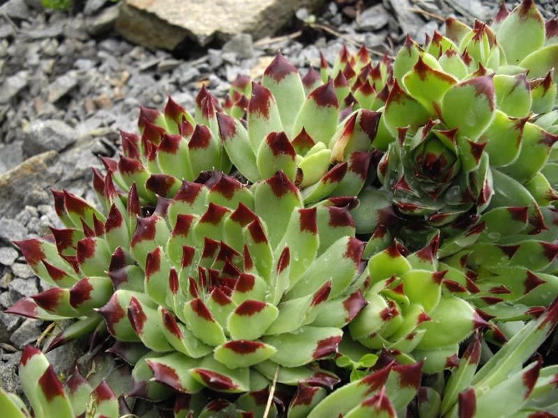 Sempervivum calcareum 'Sir William Lawrence' (Sempervivum calcareum 'Sir William Lawrence')