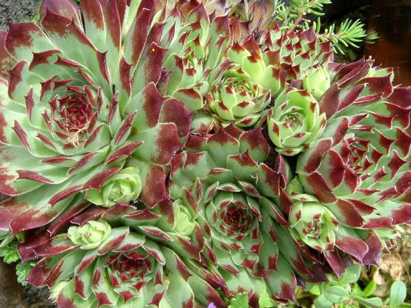 Como plantar Sempervivum calcareum 'Sir William Lawrence' (Sempervivum calcareum 'Sir William Lawrence')_1