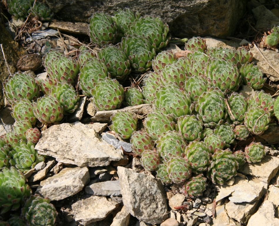 Sempervivum ciliosum (Sempervivum ciliosum)