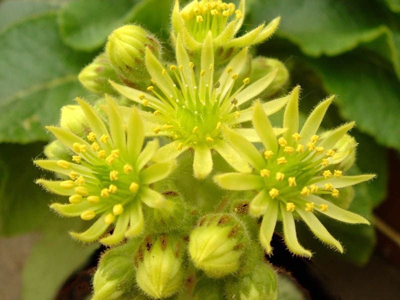 Como plantar Sempervivum ciliosum (Sempervivum ciliosum)_1