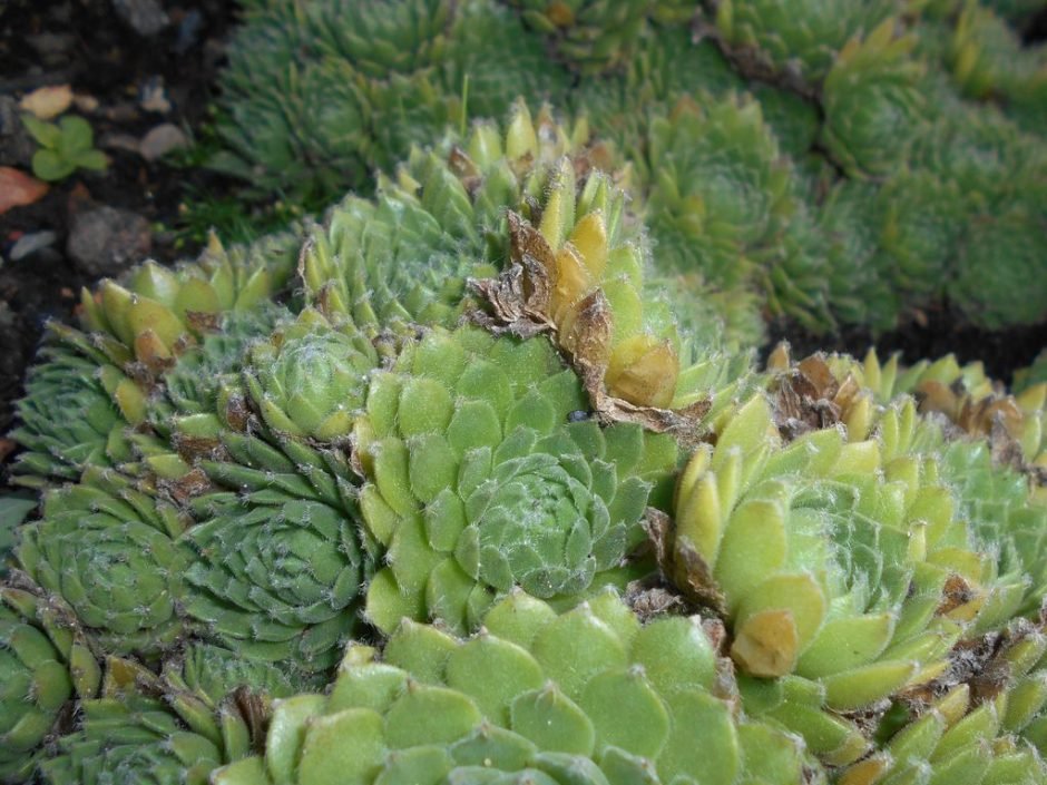 Onde plantar Sempervivum ciliosum (Sempervivum ciliosum)_2