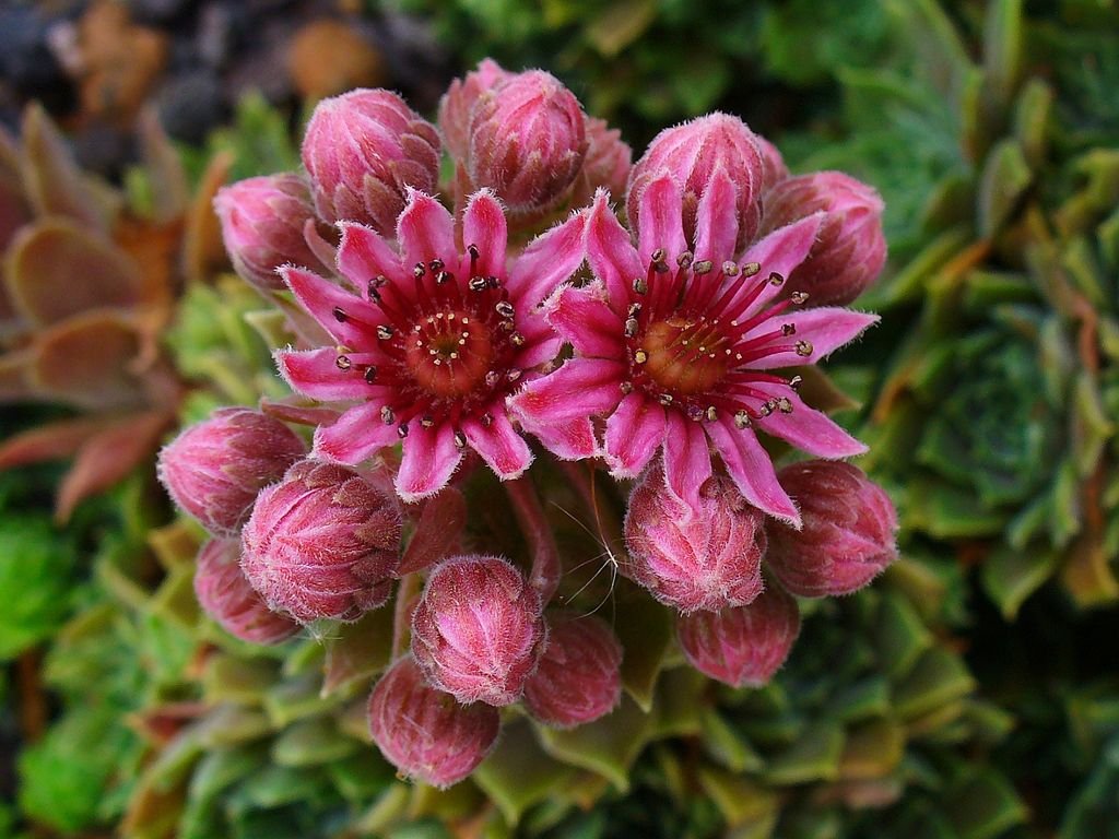 Sempervivum erythraeum (Sempervivum erythraeum)