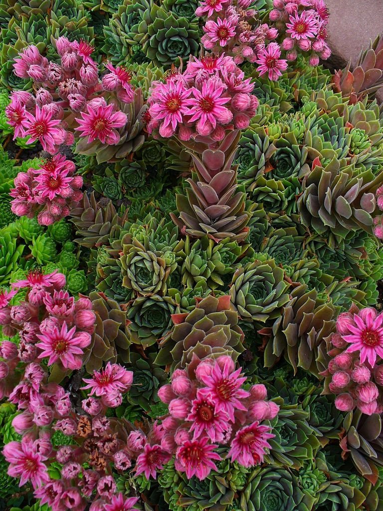 Como plantar Sempervivum erythraeum (Sempervivum erythraeum)_1
