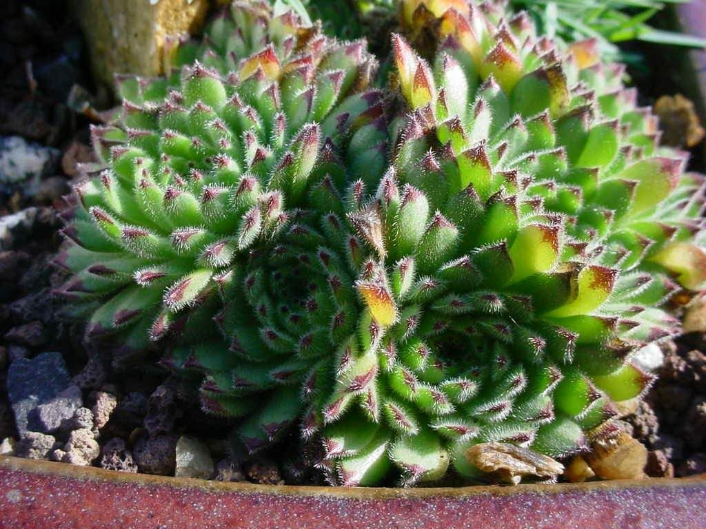 Sempervivum pittonii (Sempervivum pittonii)