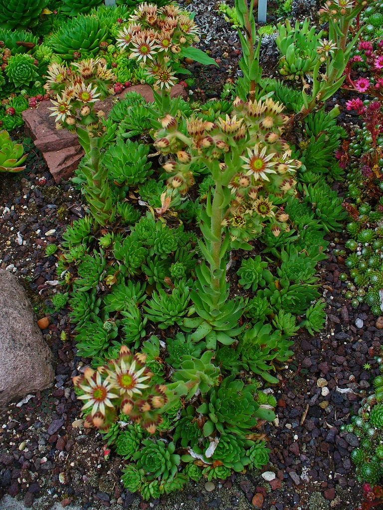 Como plantar Sempervivum pittonii (Sempervivum pittonii)_1