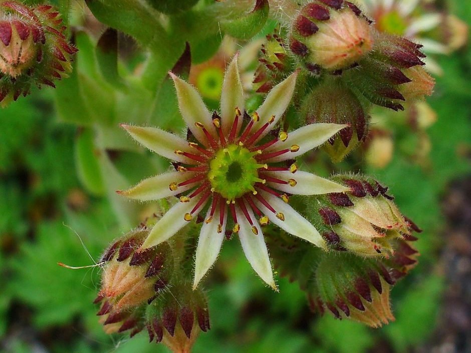 Onde plantar Sempervivum pittonii (Sempervivum pittonii)_2