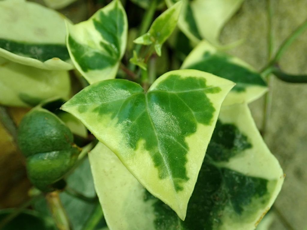 Senecio macroglossus 'Variegatus' (Senecio macroglossus 'Variegatus')