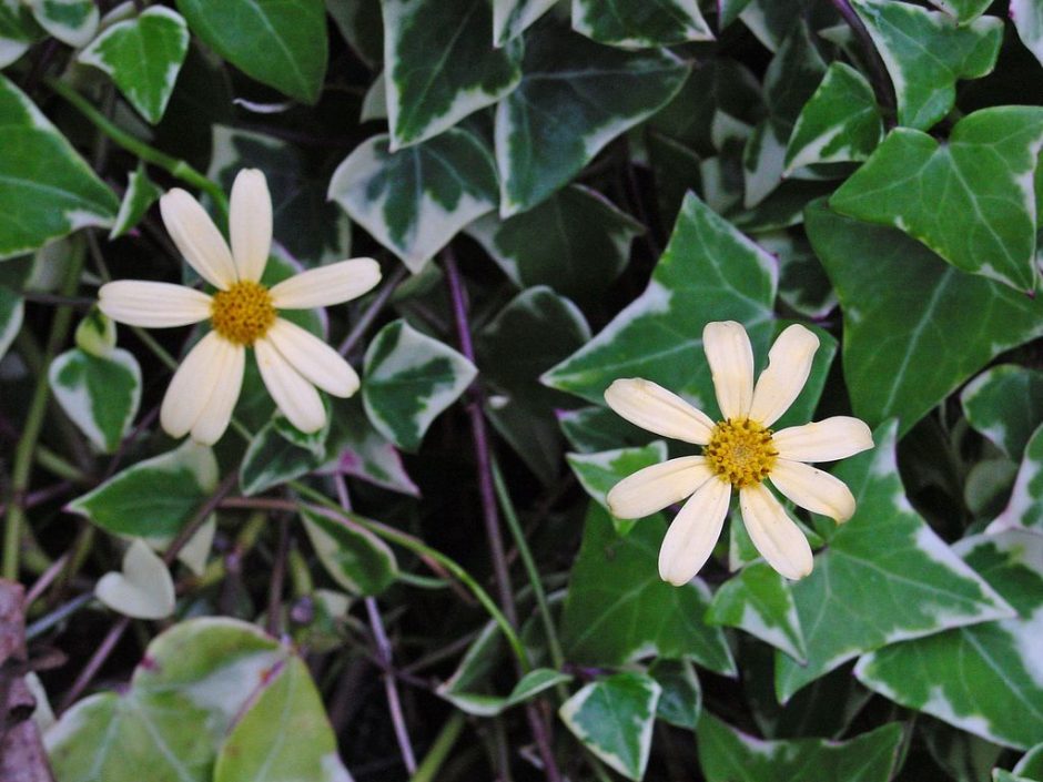 Como plantar Senecio macroglossus 'Variegatus' (Senecio macroglossus 'Variegatus')_1