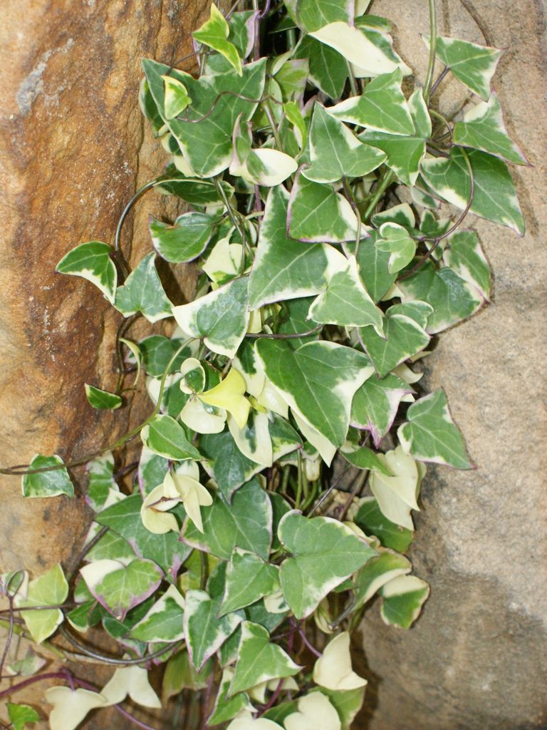 Onde plantar Senecio macroglossus 'Variegatus' (Senecio macroglossus 'Variegatus')_2