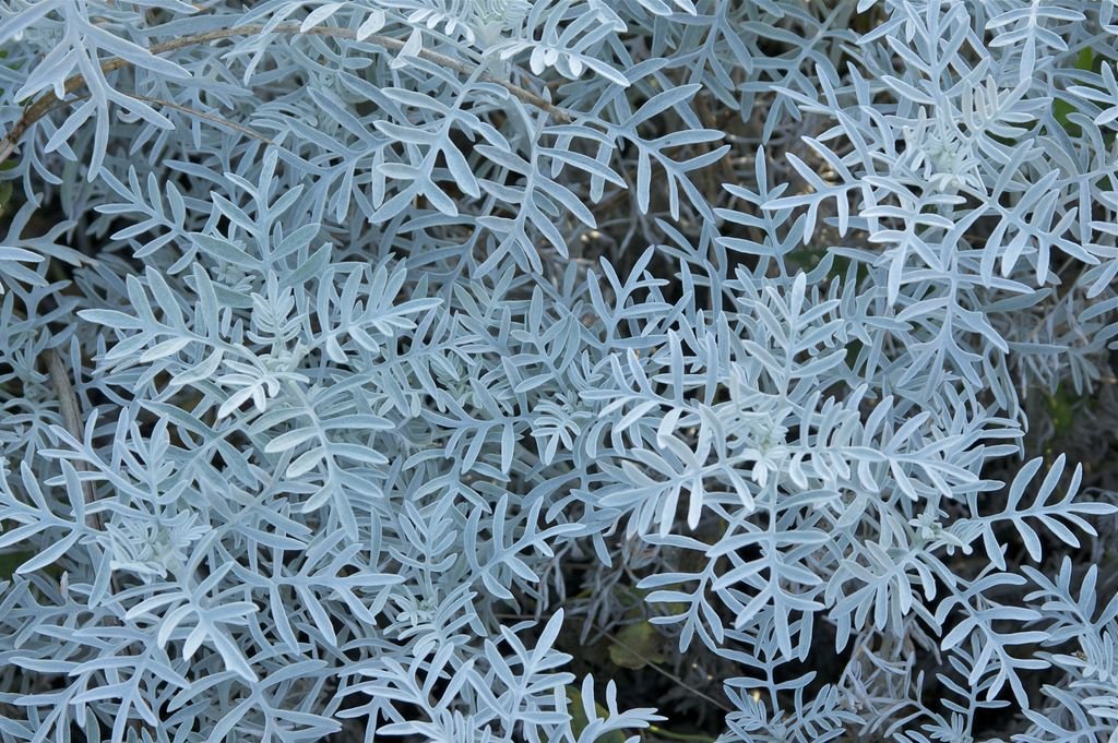 Senecio viravira (Senecio viravira)