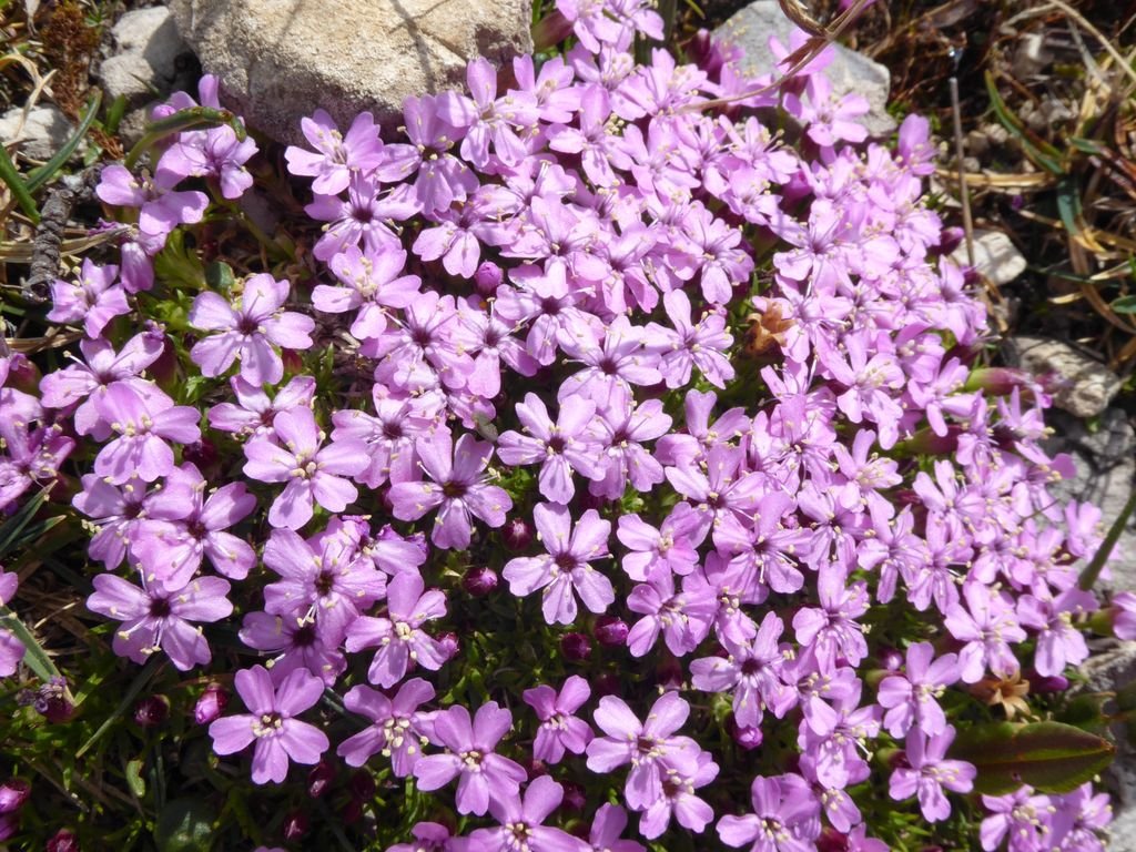 Silene acaulis (Silene acaulis)