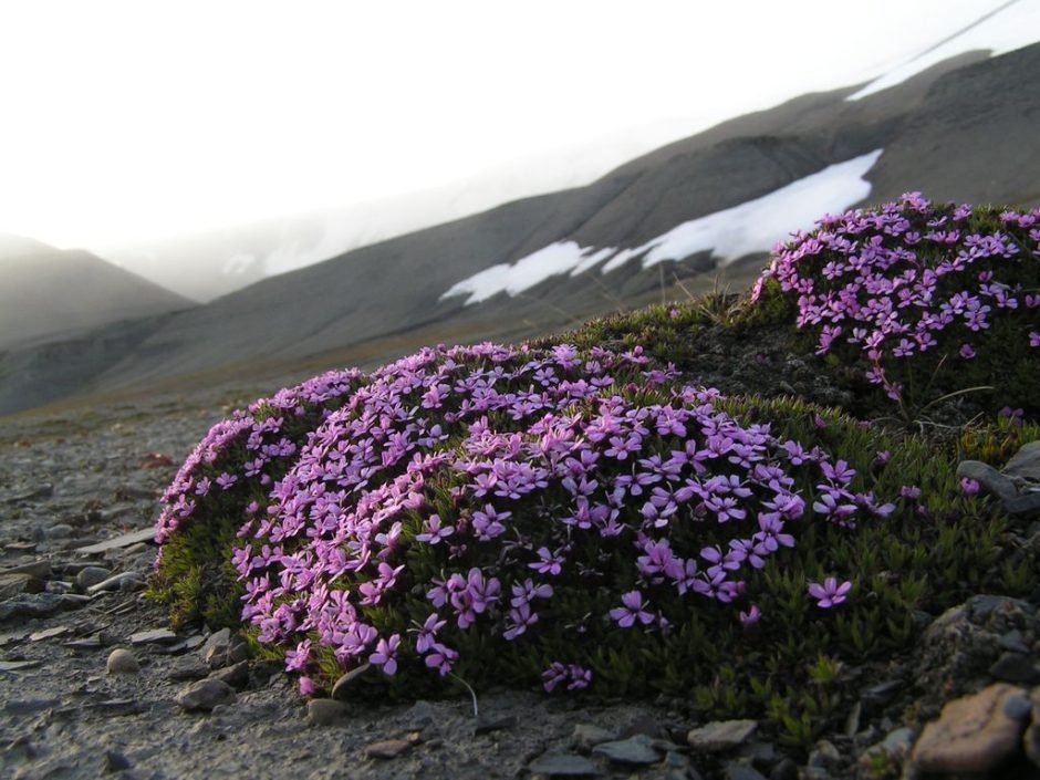 Como plantar Silene acaulis (Silene acaulis)_1