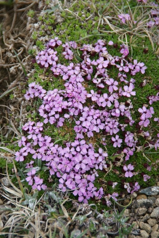Onde plantar Silene acaulis (Silene acaulis)_2