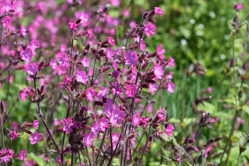 Silene dioica (Silene dioica)