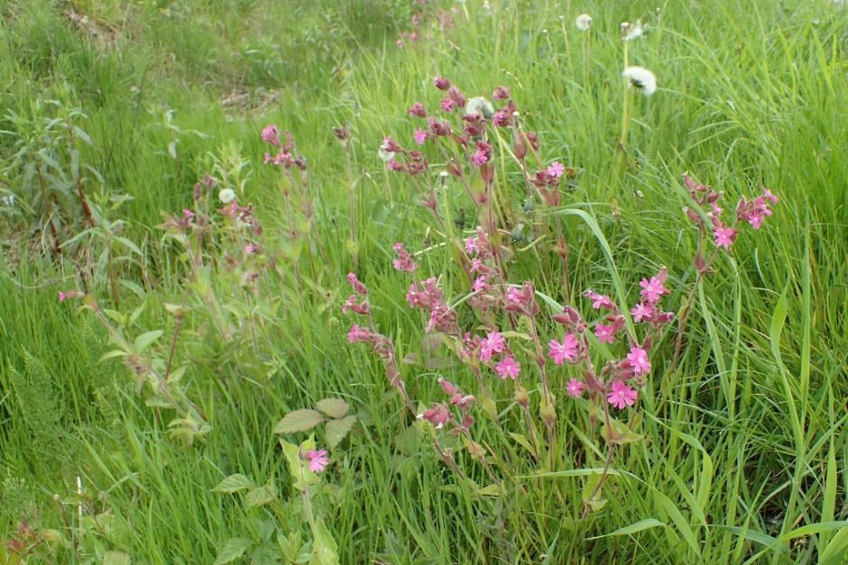 Como plantar Silene dioica (Silene dioica)_1