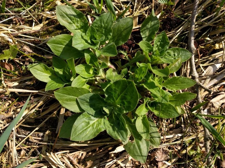 Onde plantar Silene dioica (Silene dioica)_2