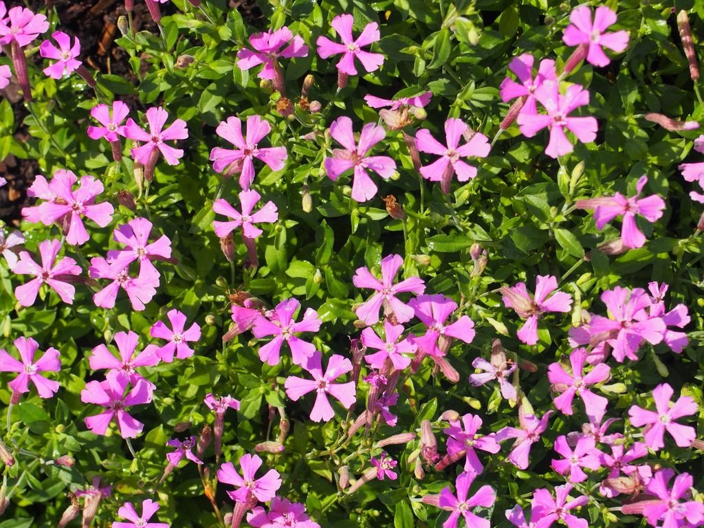 Silene schafta (Silene schafta)