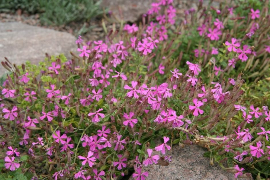 Como plantar Silene schafta (Silene schafta)_1