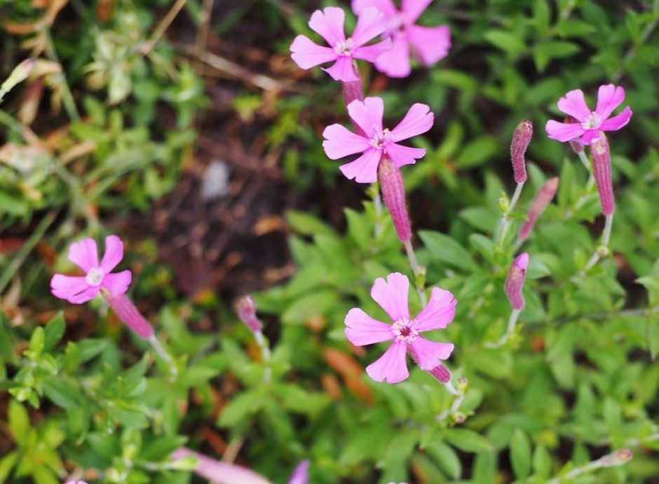 Onde plantar Silene schafta (Silene schafta)_2