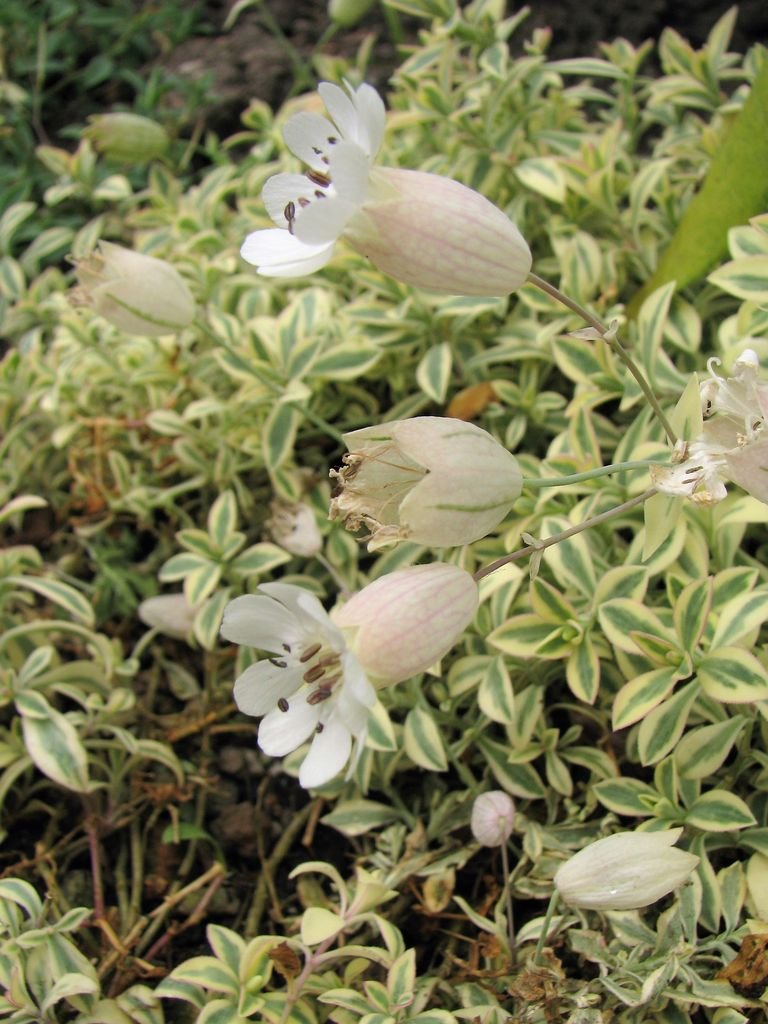 Como plantar Silene uniflora 'Druett's Variegated' (Silene uniflora 'Druett's Variegated')_1