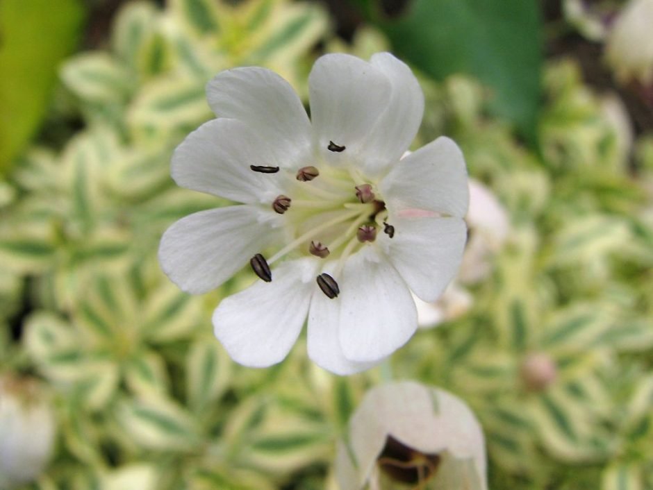 Onde plantar Silene uniflora 'Druett's Variegated' (Silene uniflora 'Druett's Variegated')_2