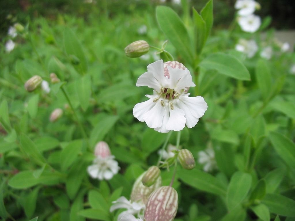 Silene uniflora (Silene uniflora)