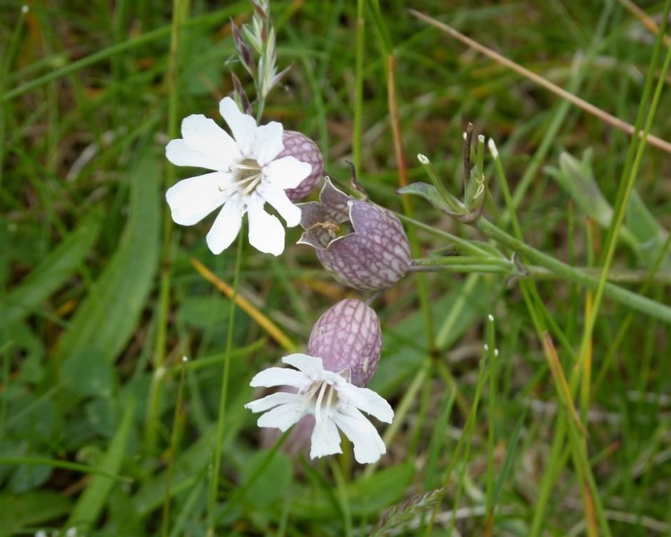 Onde plantar Silene uniflora (Silene uniflora)_2