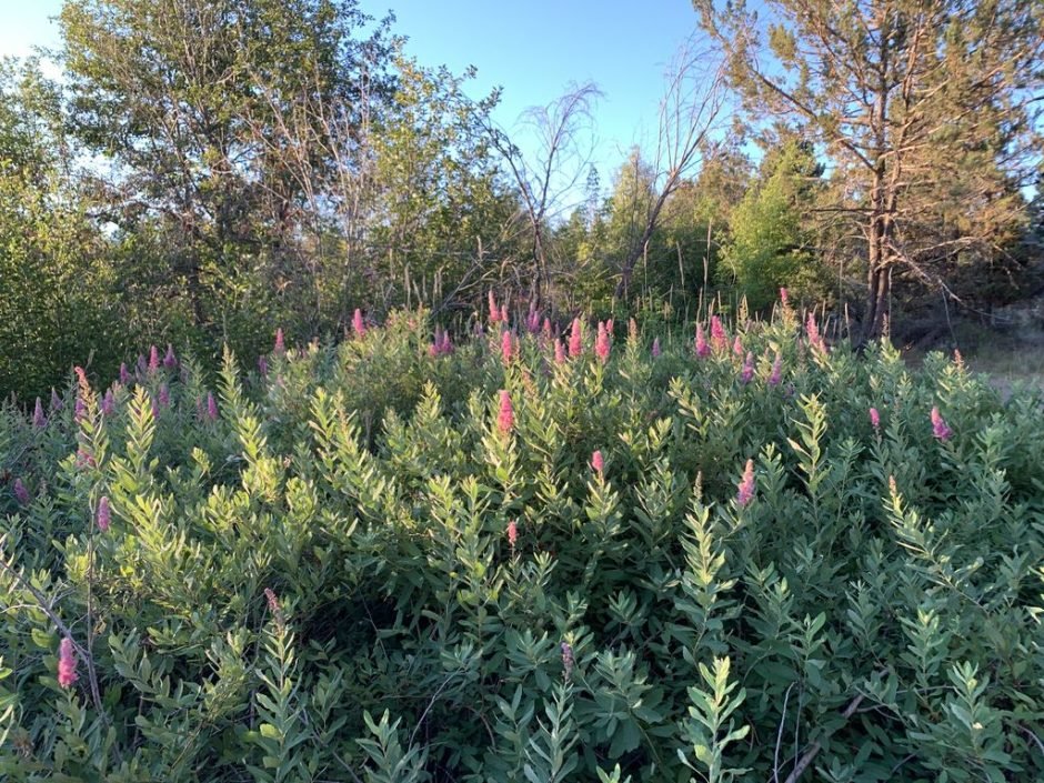 Onde plantar Spiraea douglasii (Spiraea douglasii)_2