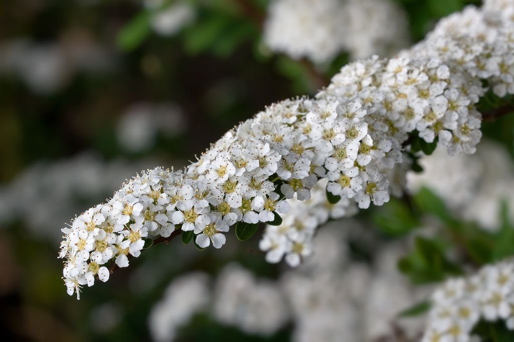 Spireia 'Arguta' (Spiraea 'Arguta')