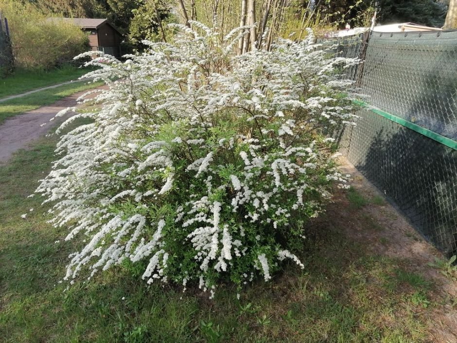 Como plantar Spireia 'Arguta' (Spiraea 'Arguta')_1