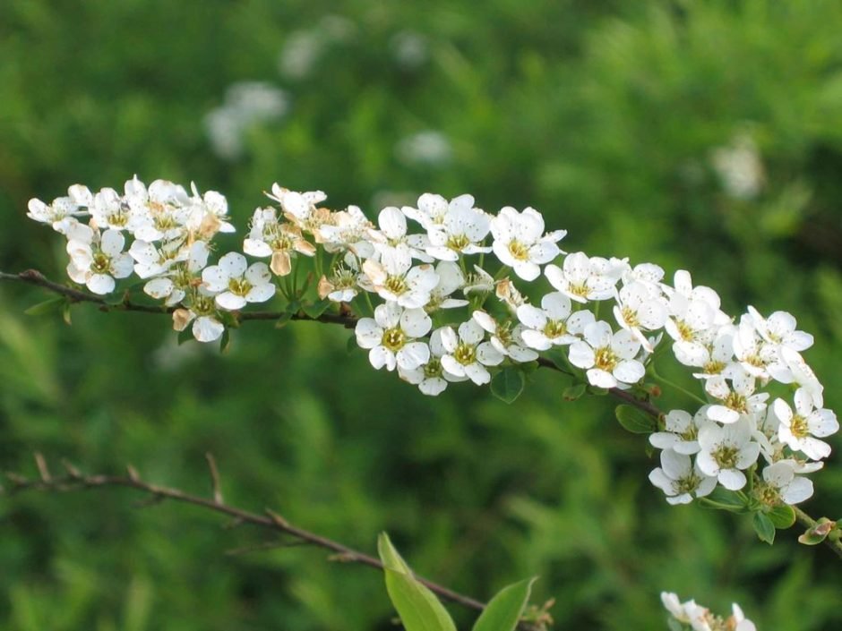 Onde plantar Spireia 'Arguta' (Spiraea 'Arguta')_2